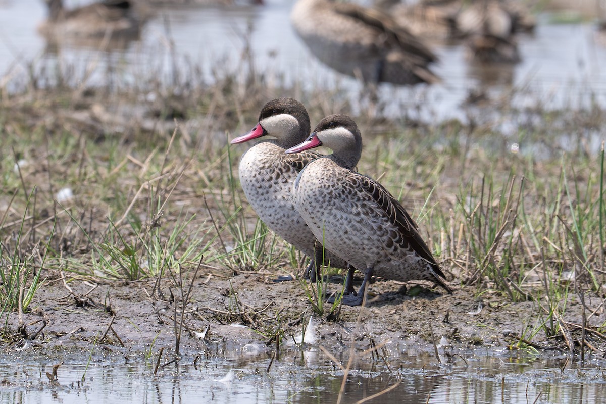 rødnebband - ML644981673