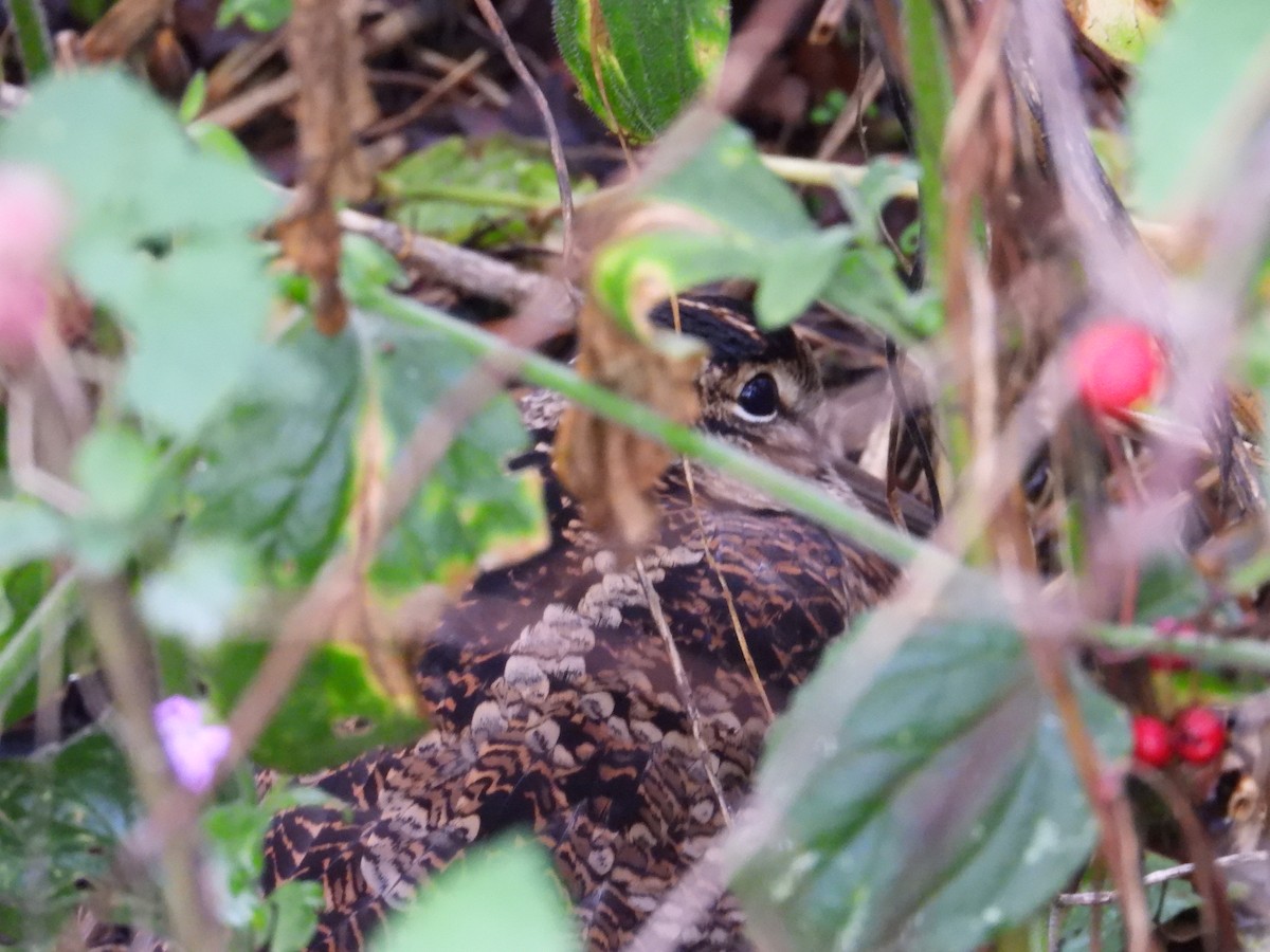 Eurasian Woodcock - ML644981682
