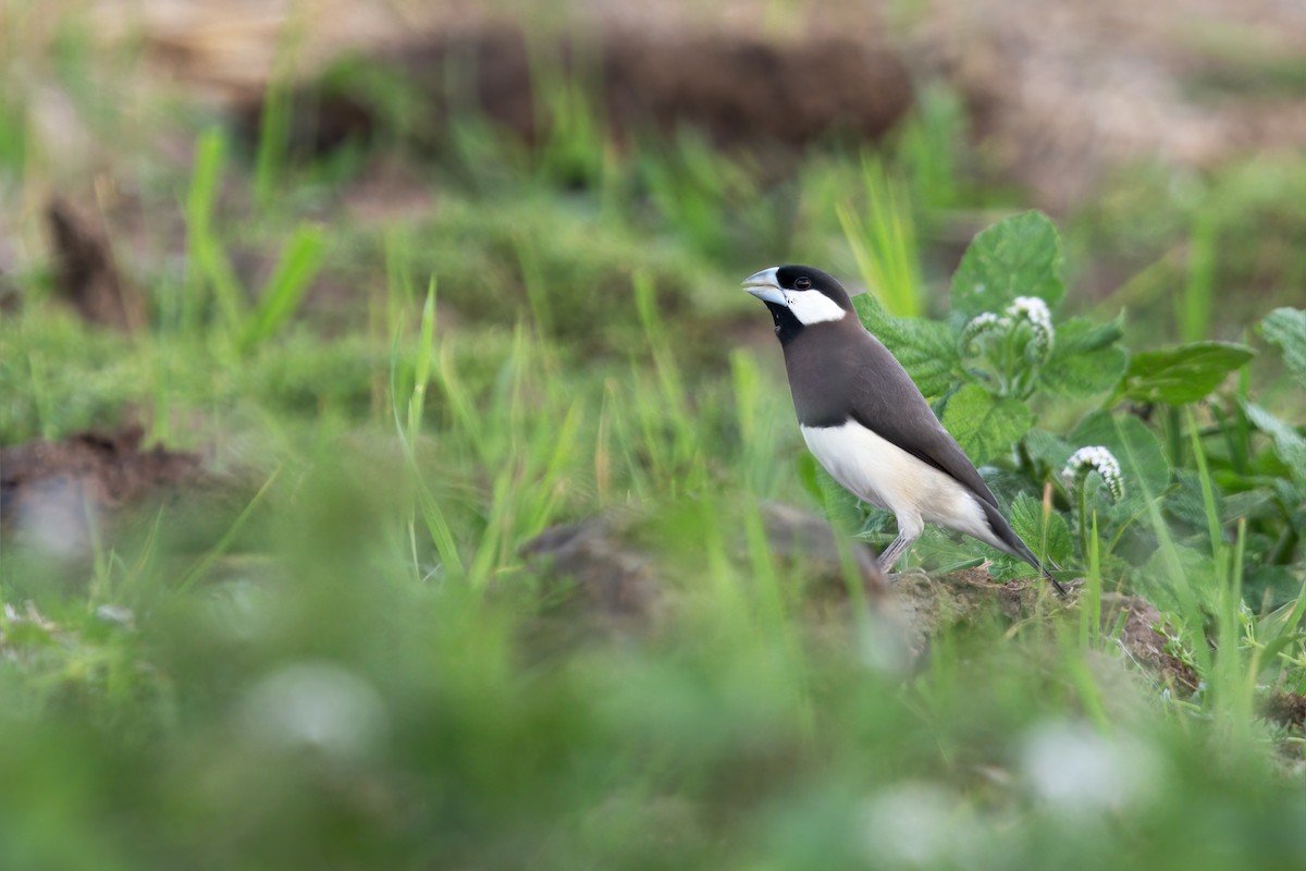 Timor Sparrow - ML644981687