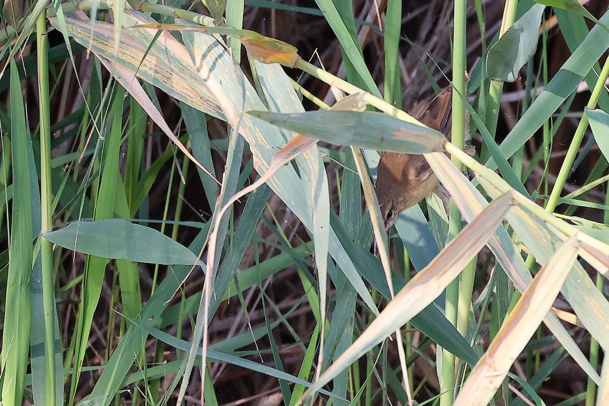 Clamorous Reed Warbler - ML644981699