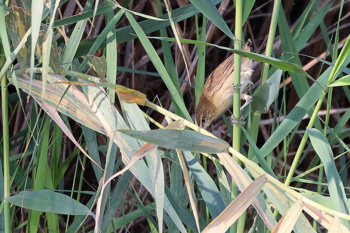 Clamorous Reed Warbler - ML644981700
