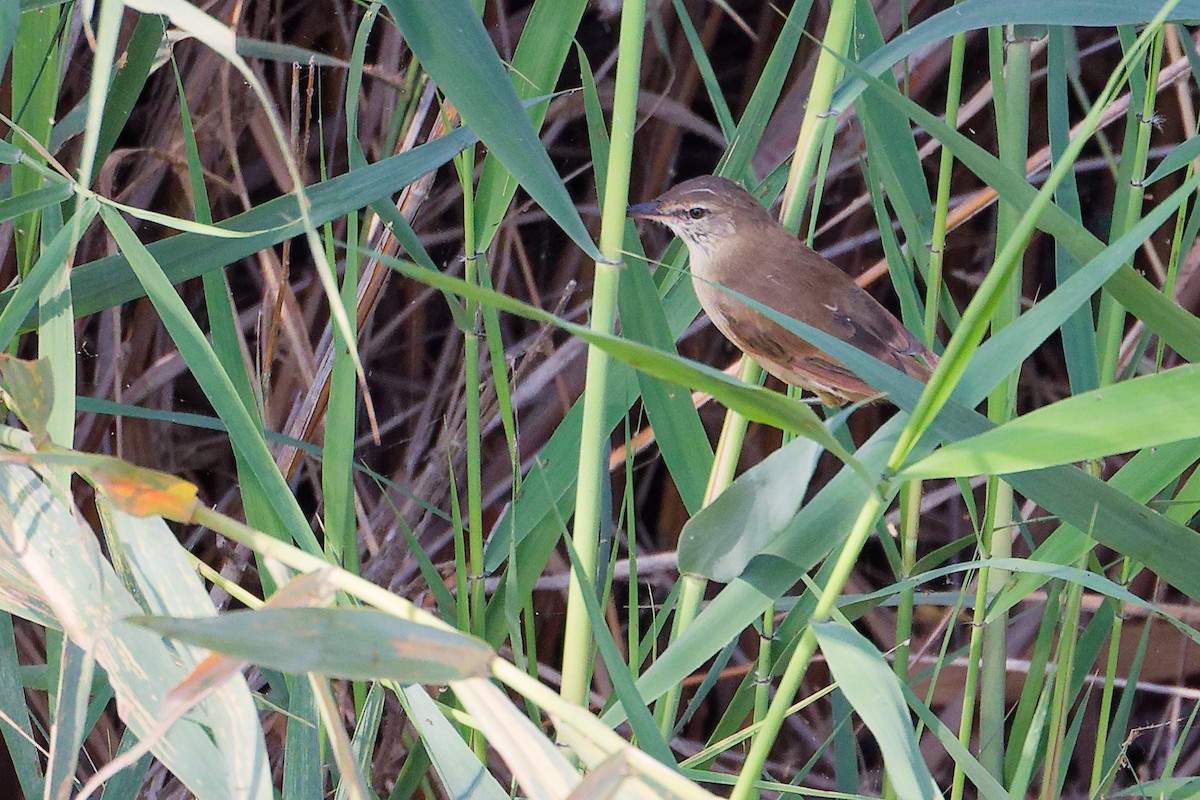 Clamorous Reed Warbler - ML644981701