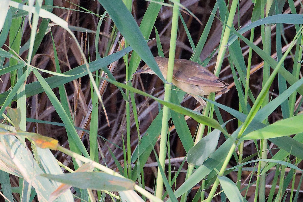 Clamorous Reed Warbler - ML644981702