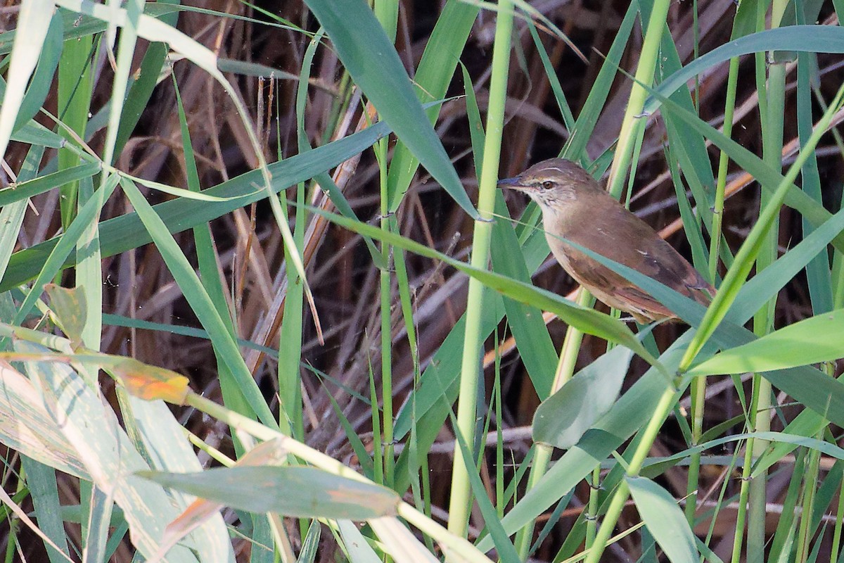 Clamorous Reed Warbler - ML644981703