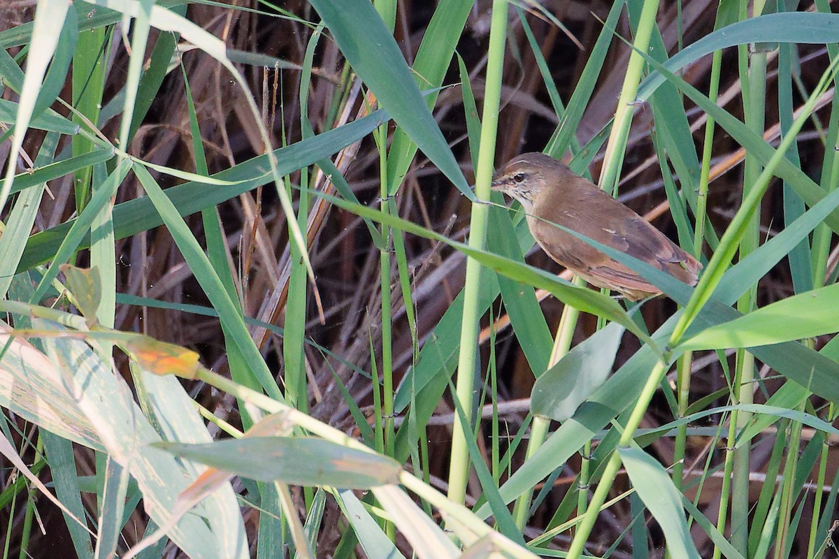 Clamorous Reed Warbler - ML644981706