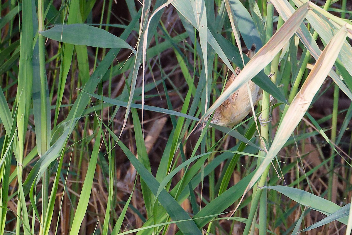 Clamorous Reed Warbler - ML644981707