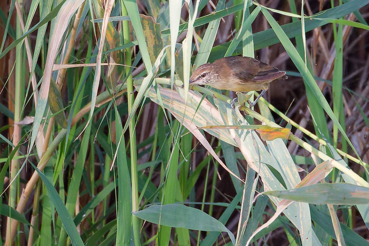 Clamorous Reed Warbler - ML644981710