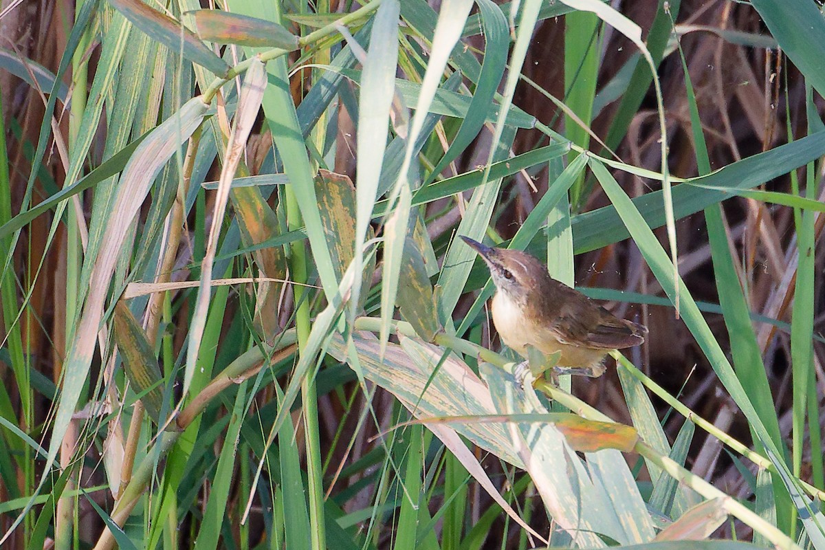 Clamorous Reed Warbler - ML644981711