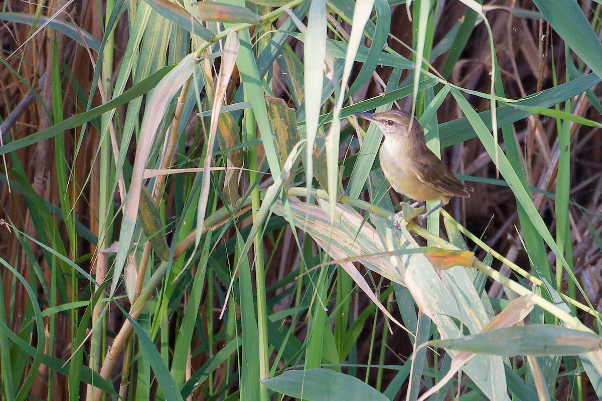 Clamorous Reed Warbler - ML644981712