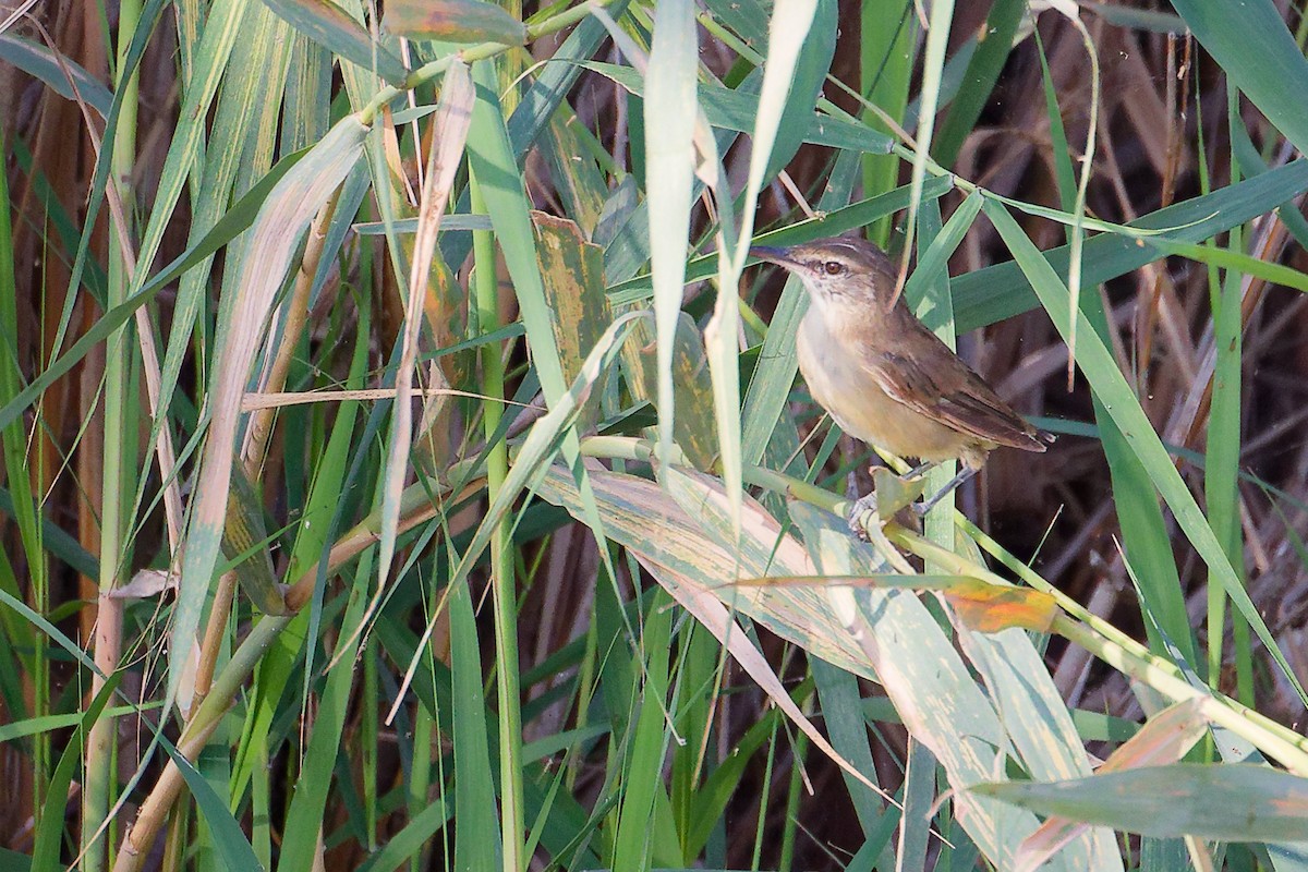 Clamorous Reed Warbler - ML644981713