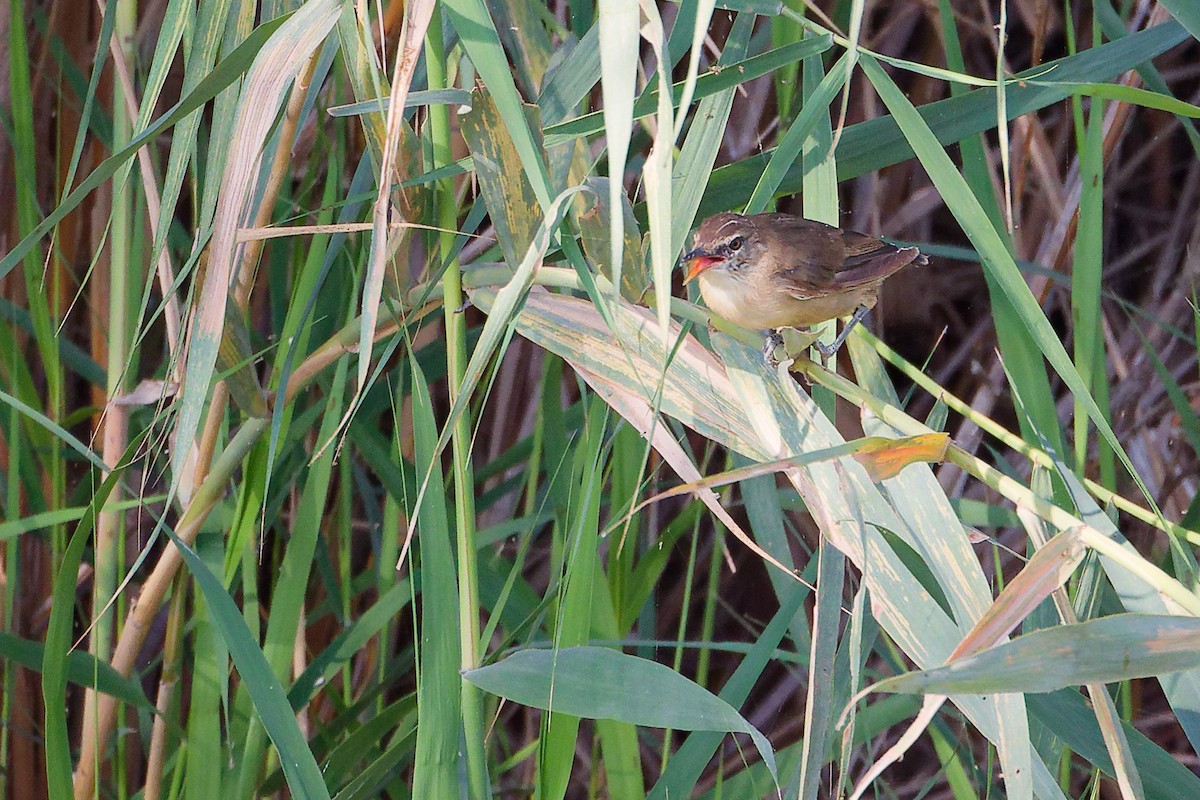 Clamorous Reed Warbler - ML644981714