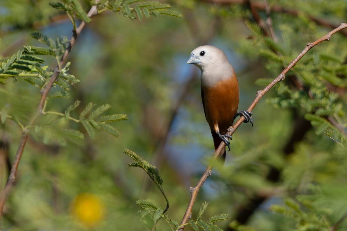 Pale-headed Munia - ML644981716