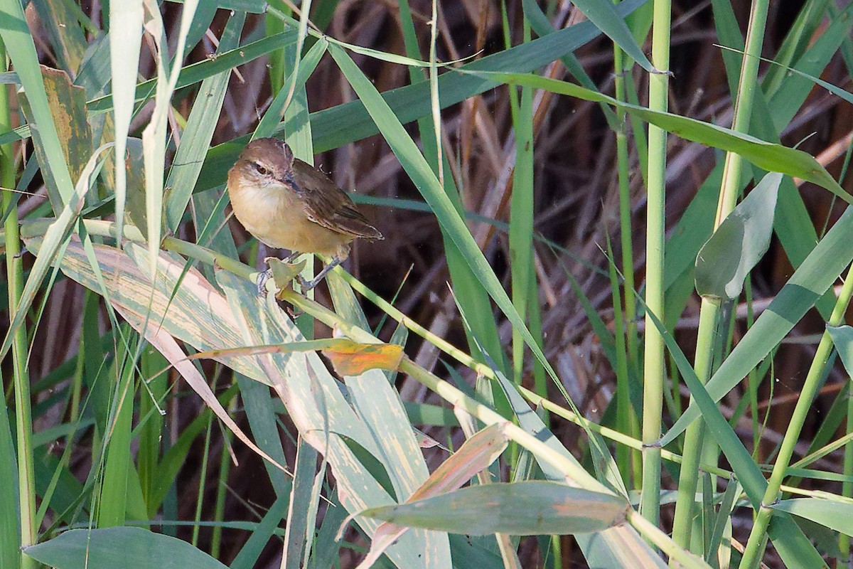 Clamorous Reed Warbler - ML644981722