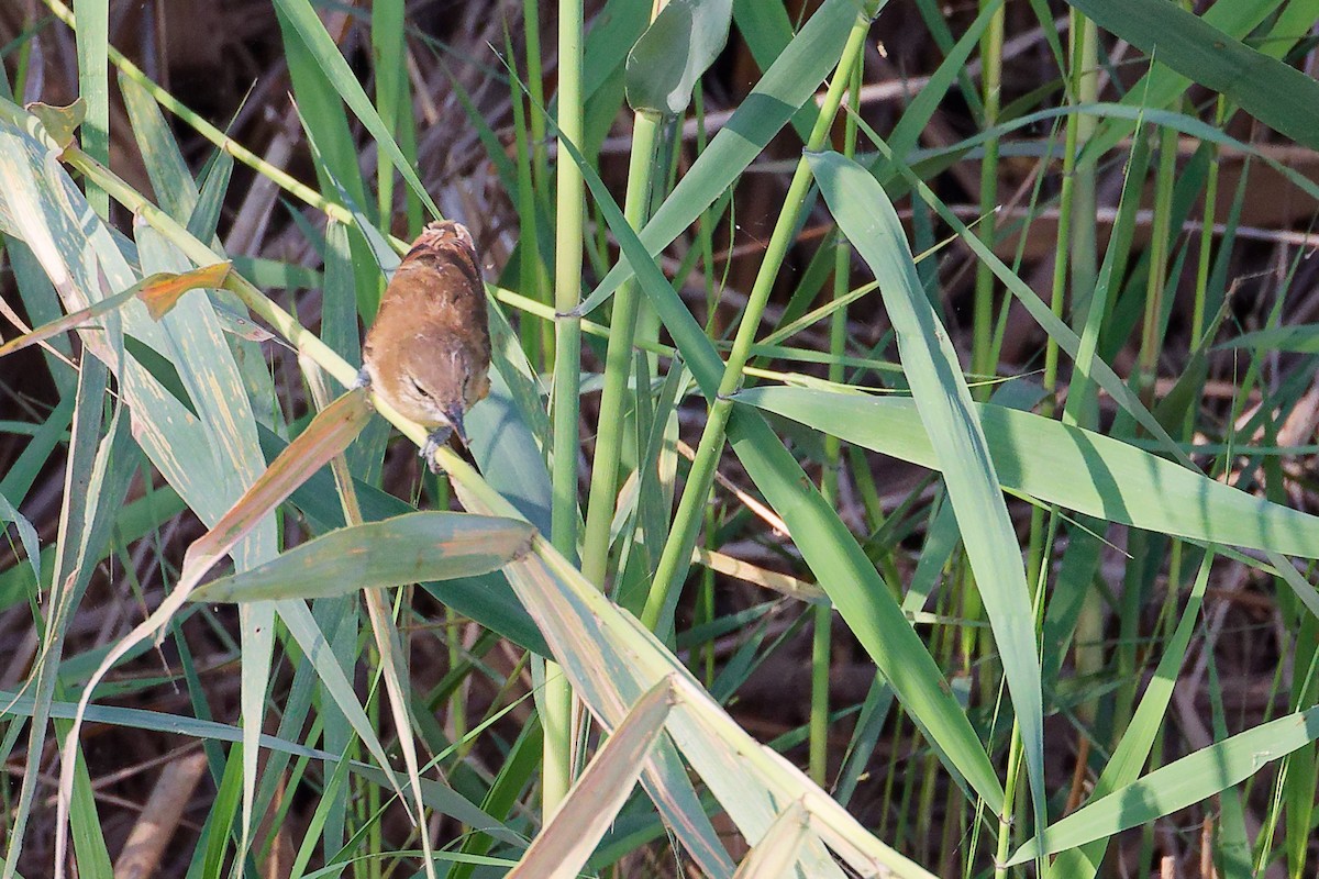 Clamorous Reed Warbler - ML644981726