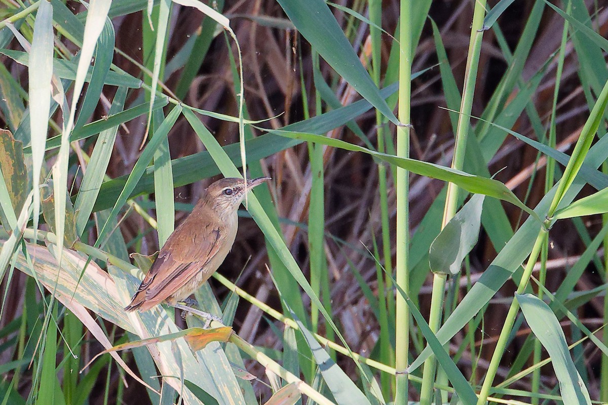 Clamorous Reed Warbler - ML644981728