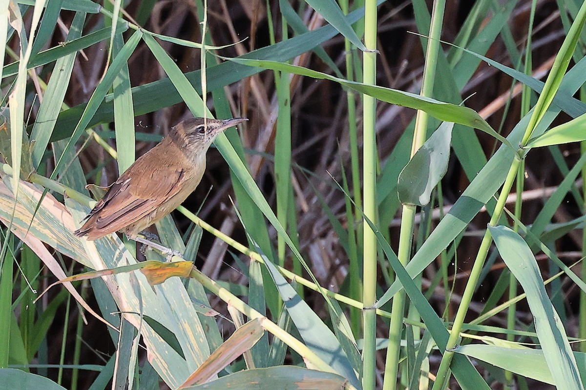 Clamorous Reed Warbler - ML644981730