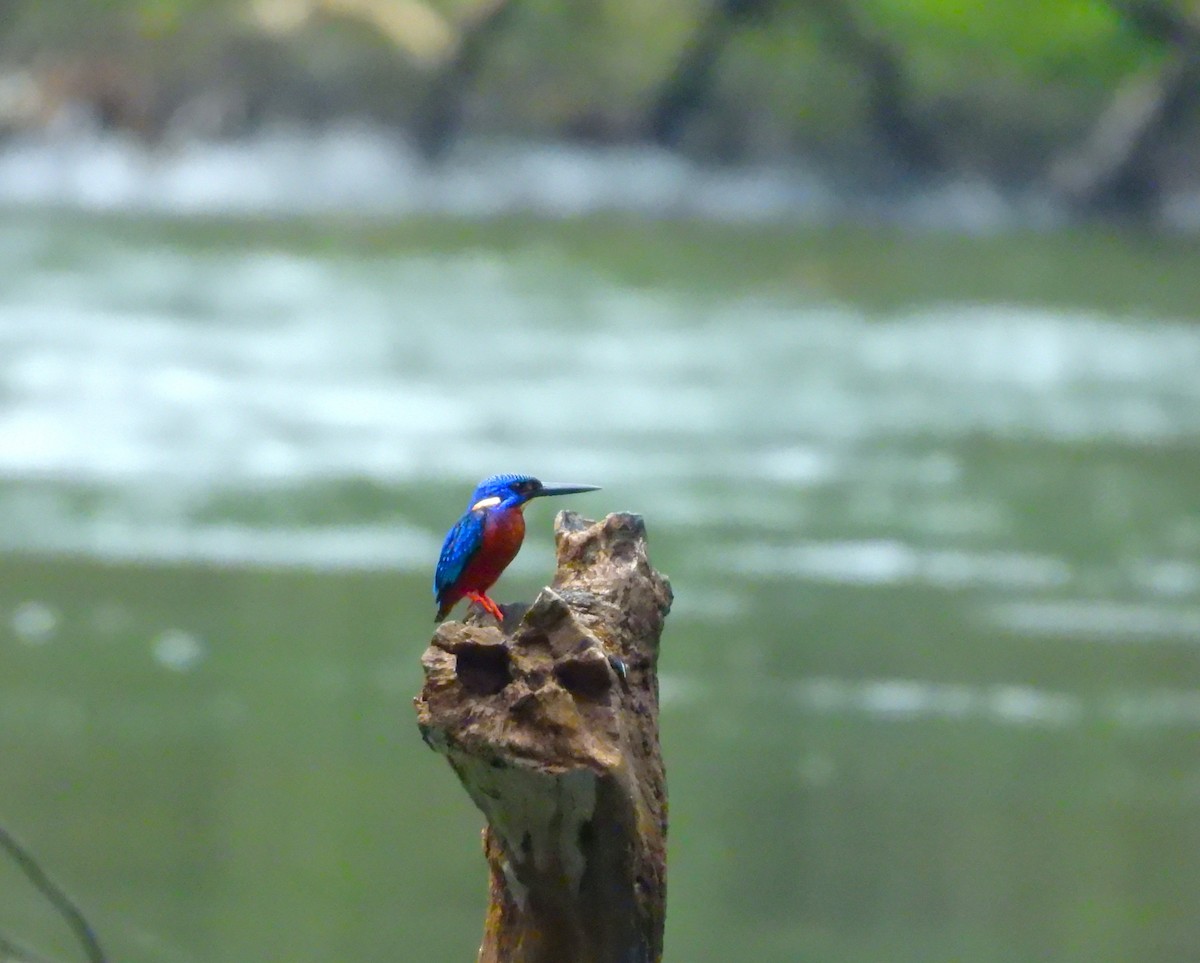 lakmusisfugl - ML644981733