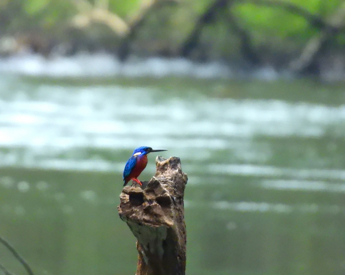 lakmusisfugl - ML644981734