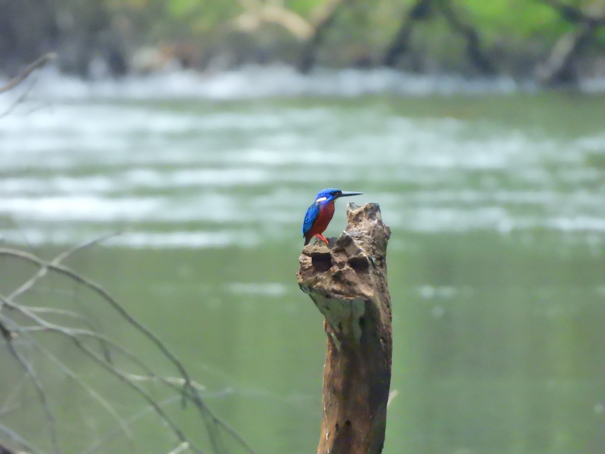 lakmusisfugl - ML644981735