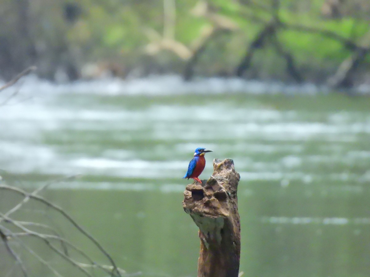 lakmusisfugl - ML644981736