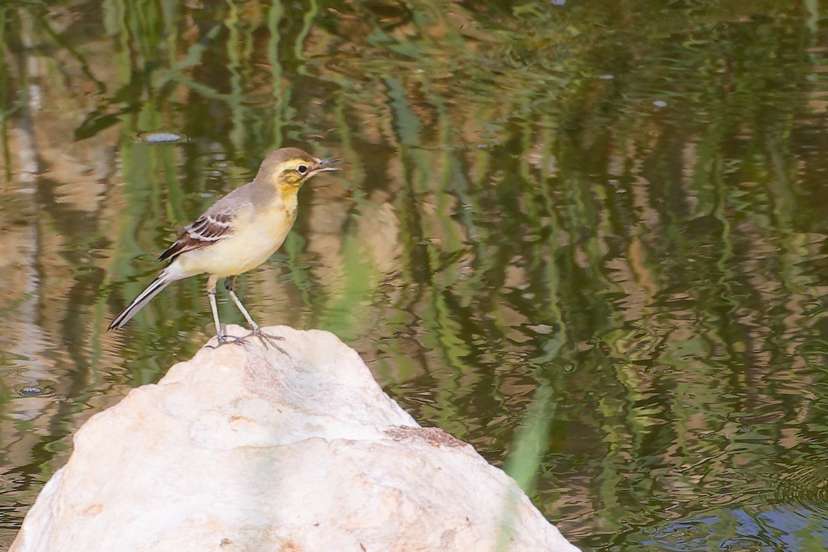 黃頭鶺鴒 - ML644981738