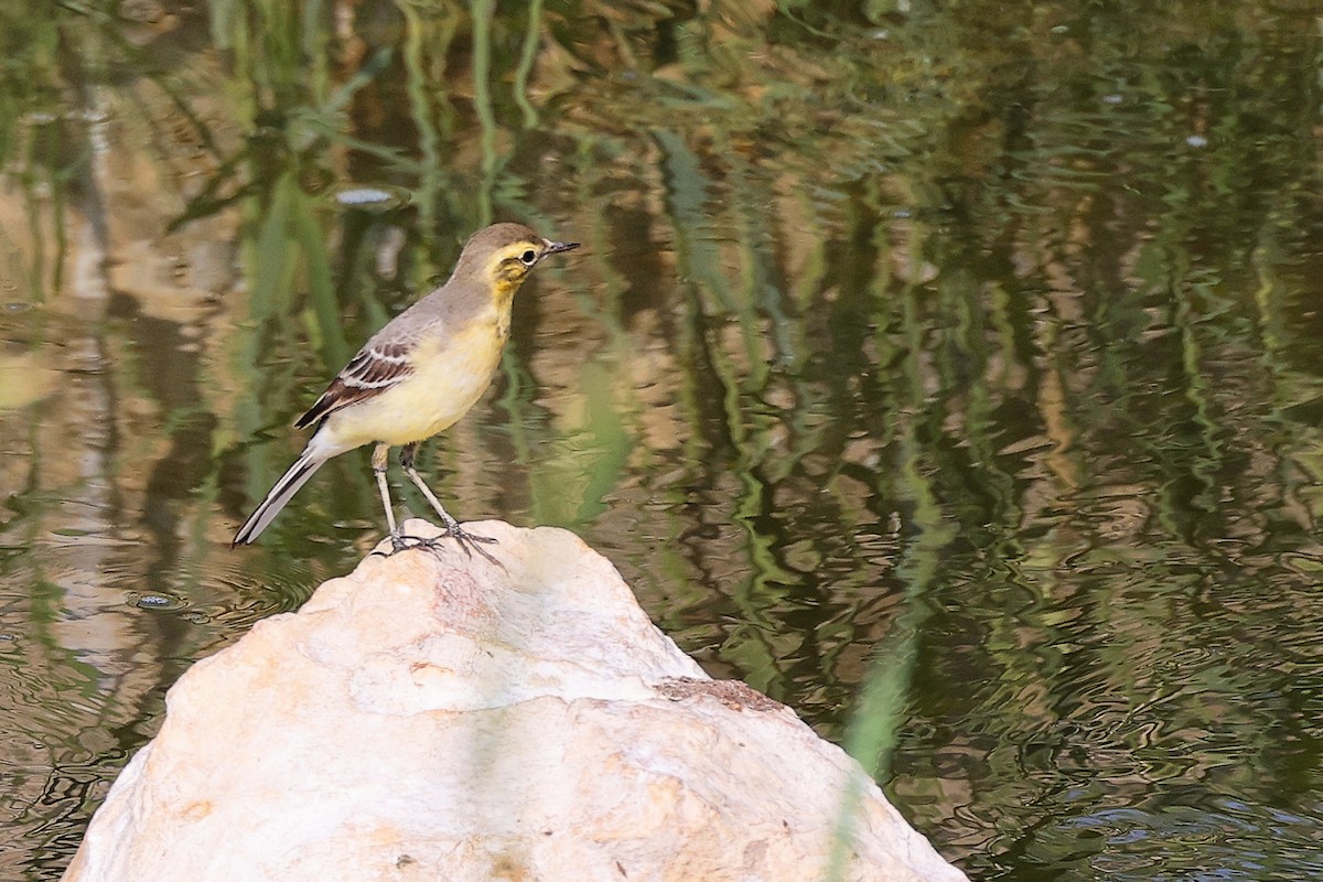 黃頭鶺鴒 - ML644981739