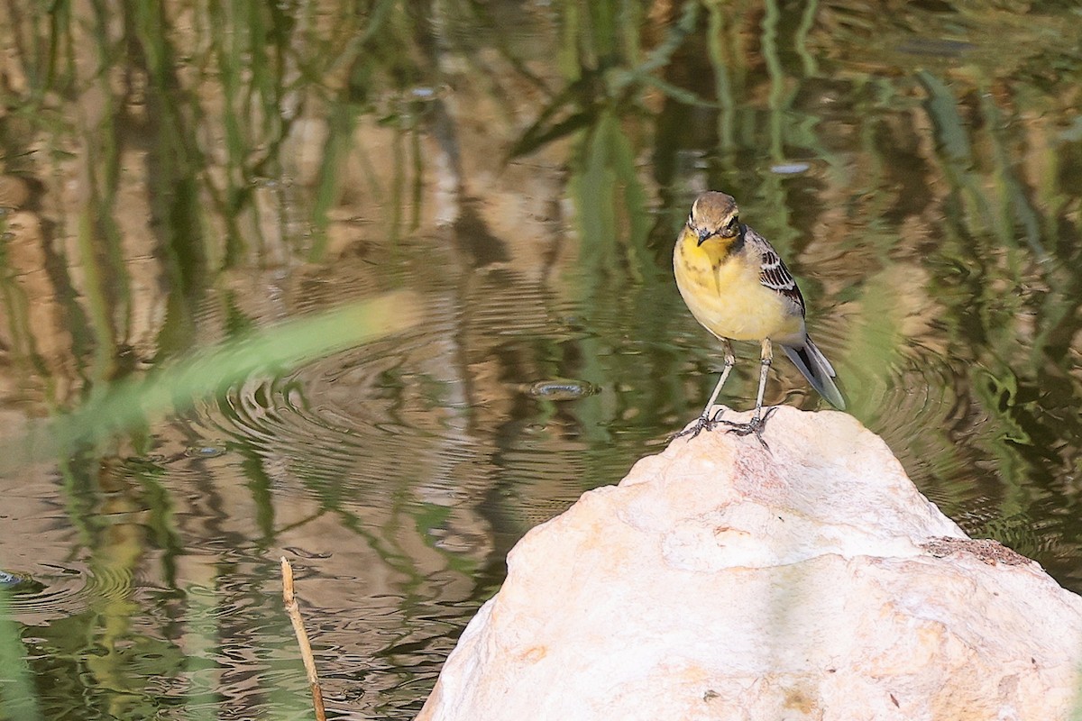 黃頭鶺鴒 - ML644981741