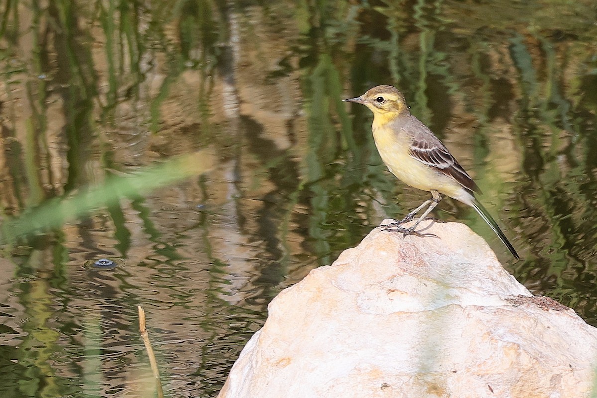 黃頭鶺鴒 - ML644981742