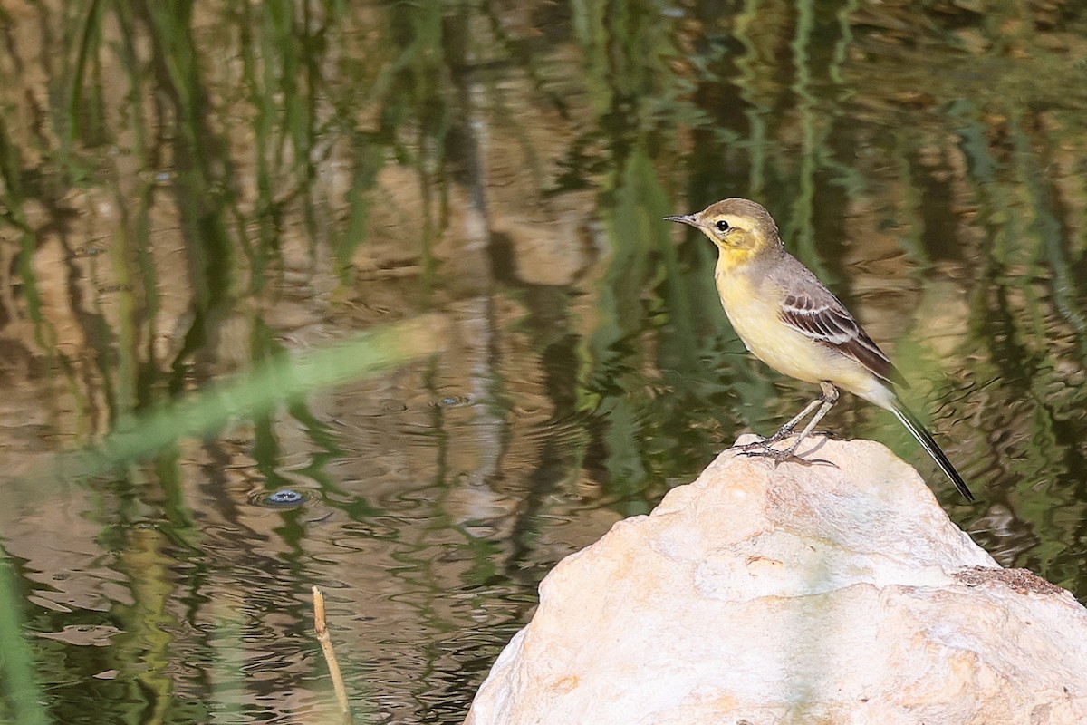 黃頭鶺鴒 - ML644981744