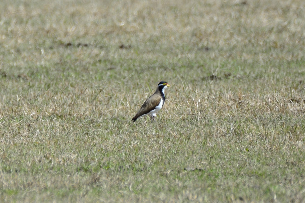 Banded Lapwing - ML644981767