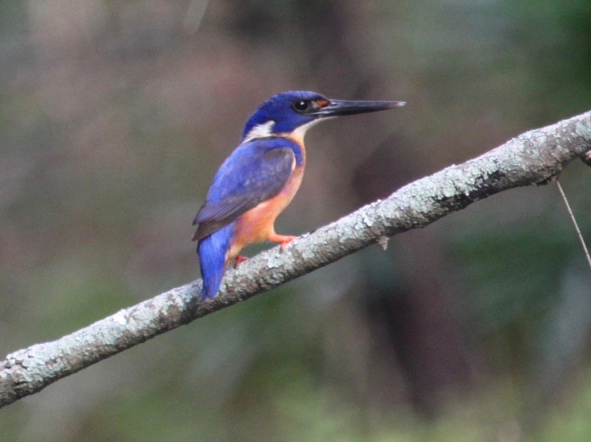 Azure Kingfisher - ML644981788