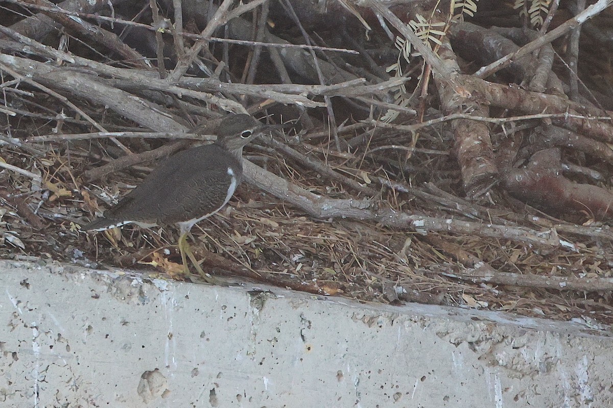 Common Sandpiper - ML644981799