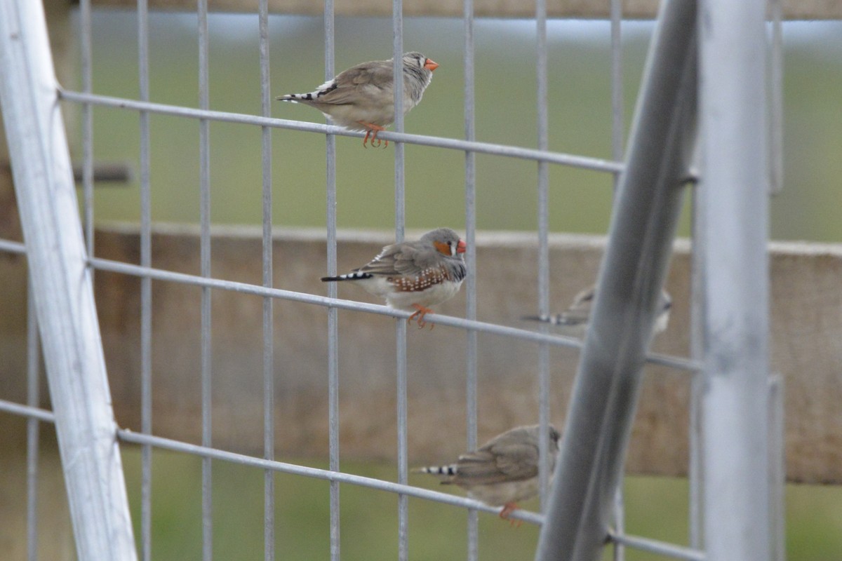 Zebra Finch - ML644981800