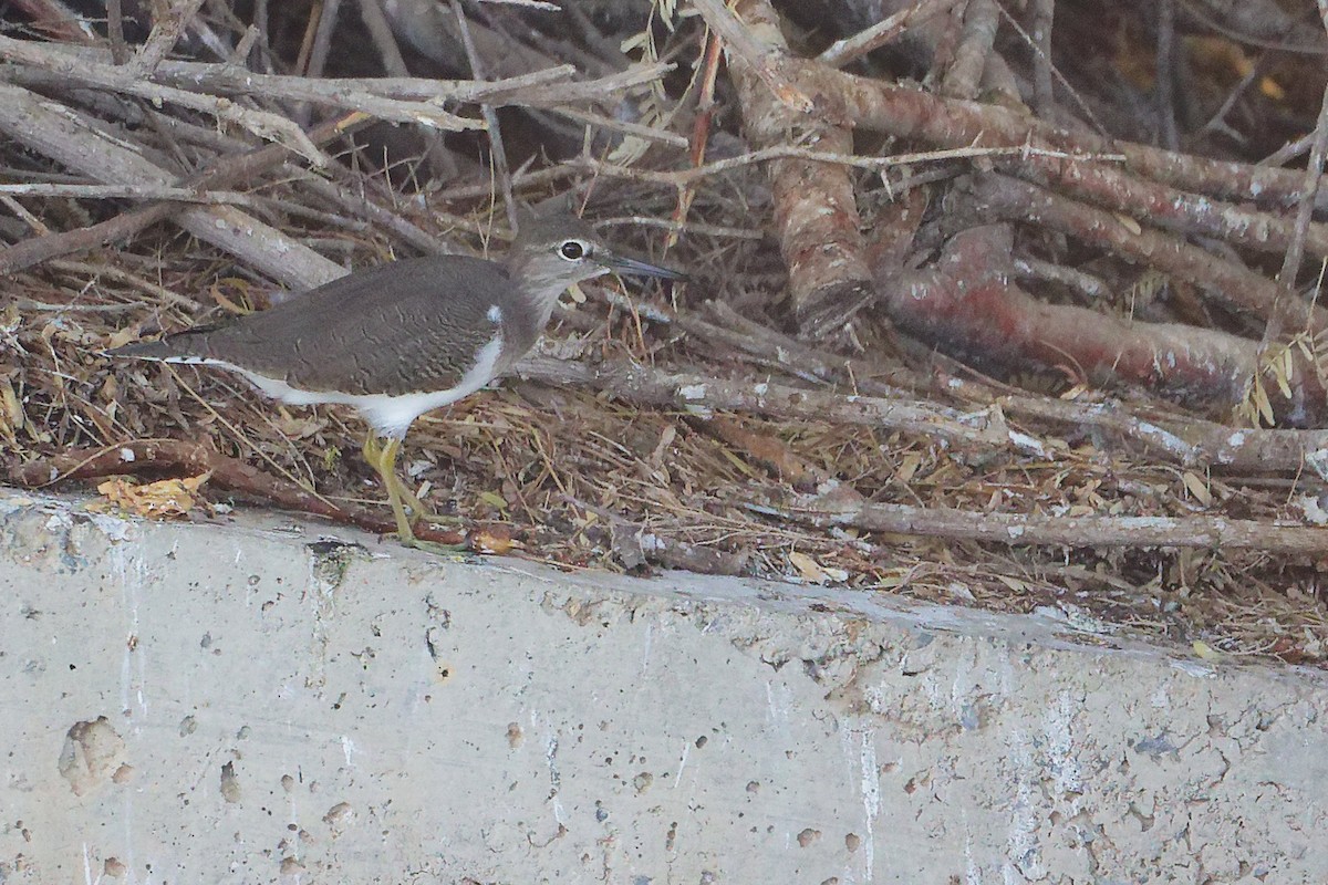 Common Sandpiper - ML644981802