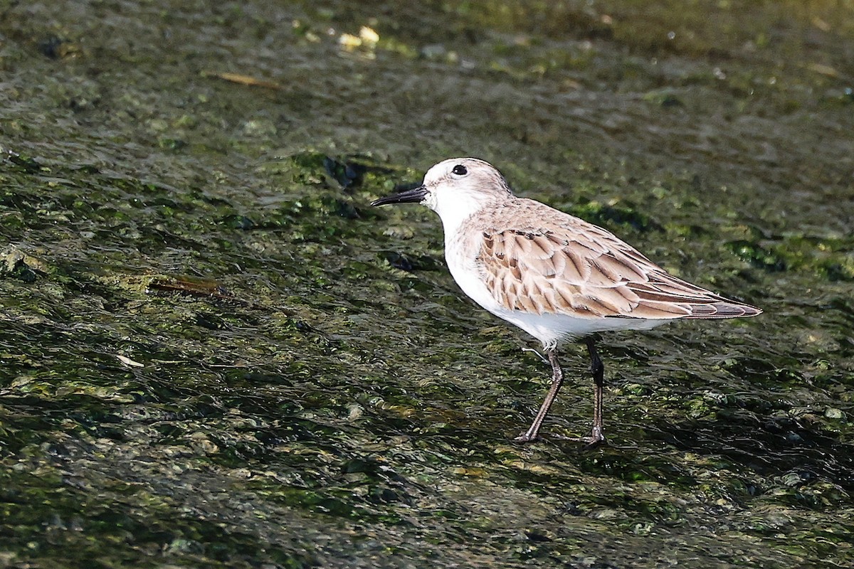 Little Stint - ML644981804