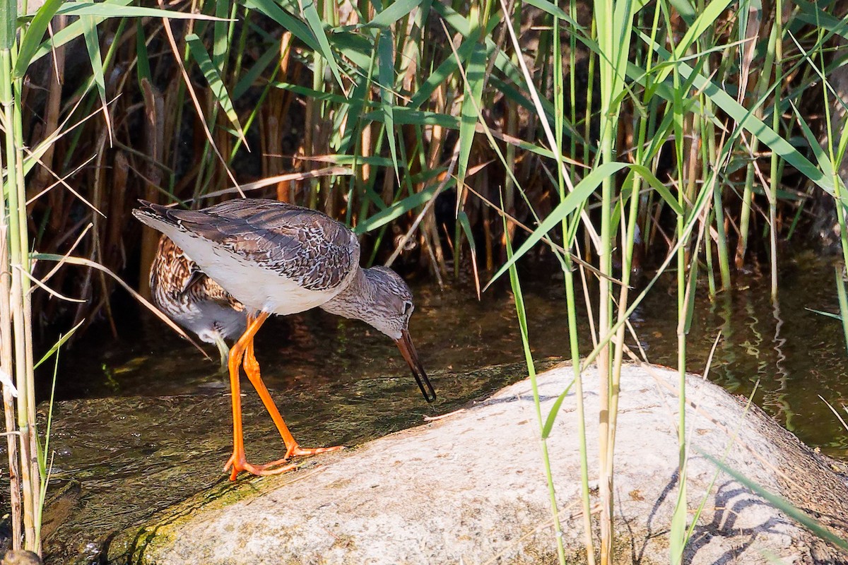Common Redshank - ML644981807