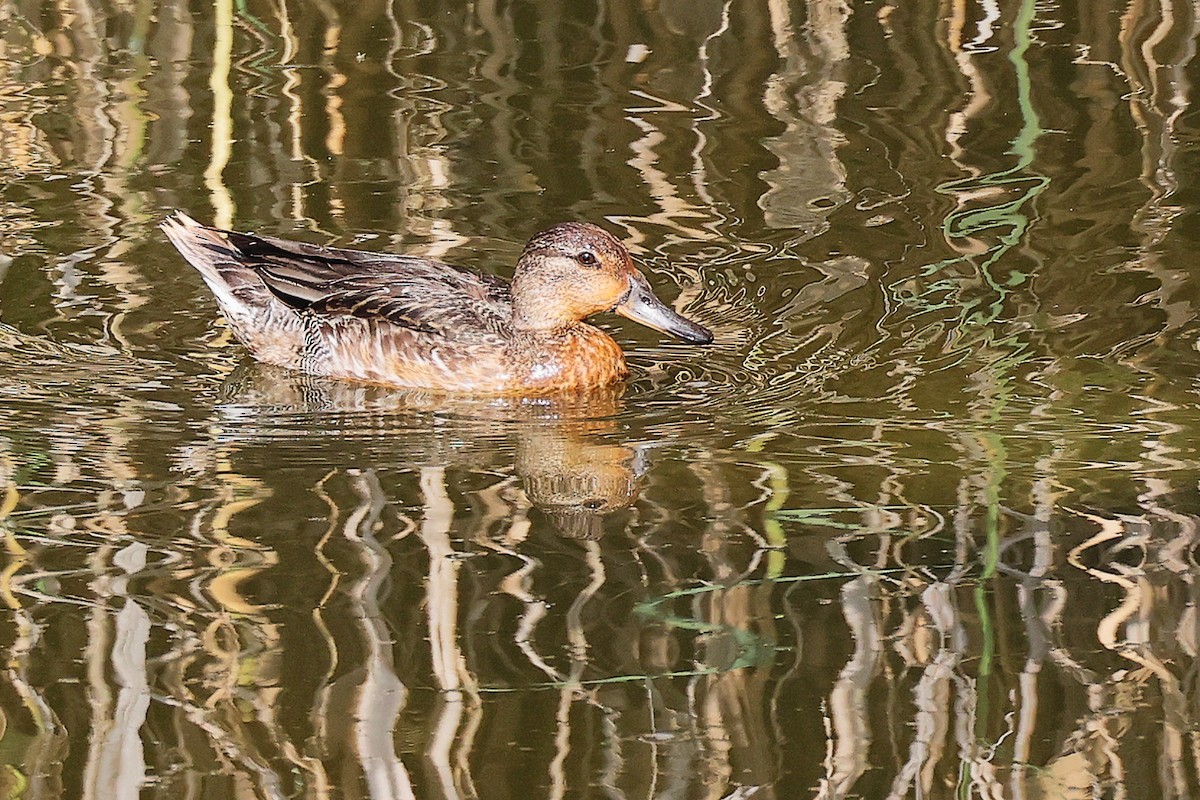 Green-winged Teal - ML644981810