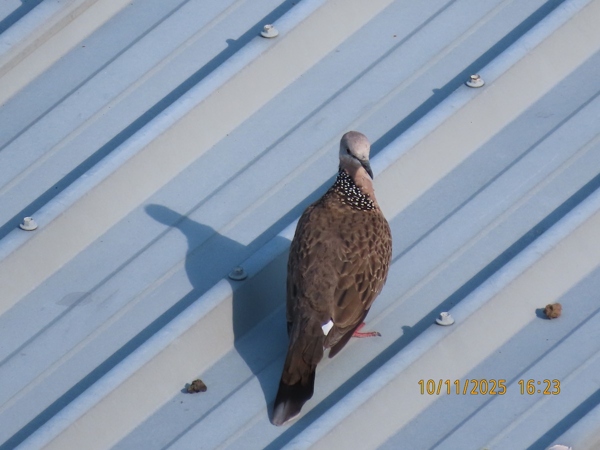 Spotted Dove - ML644981811