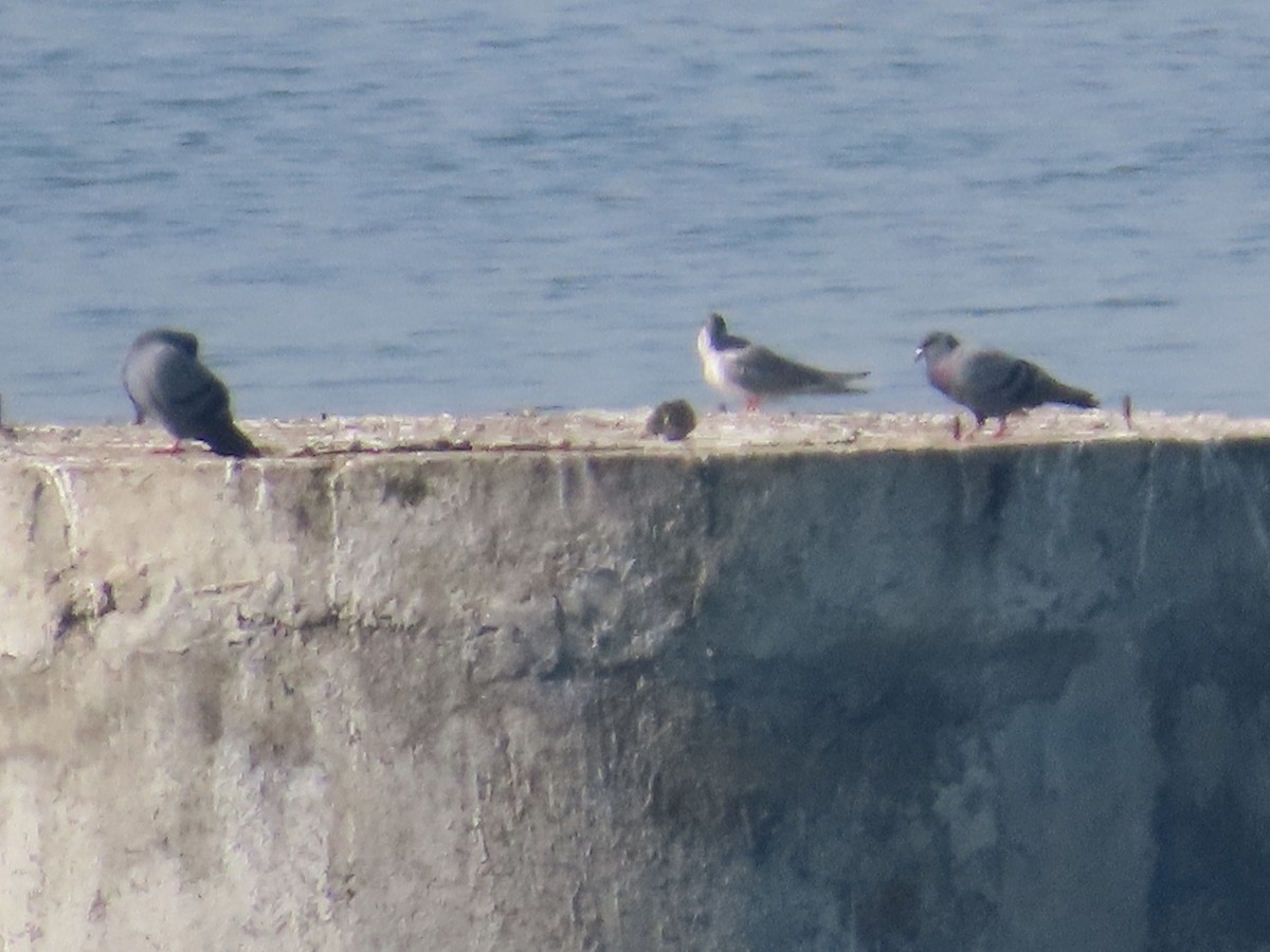 River Tern - ML644981812