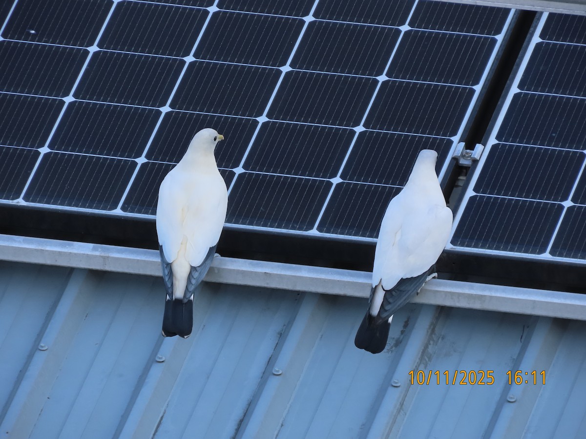 Torresian Imperial-Pigeon - ML644981815