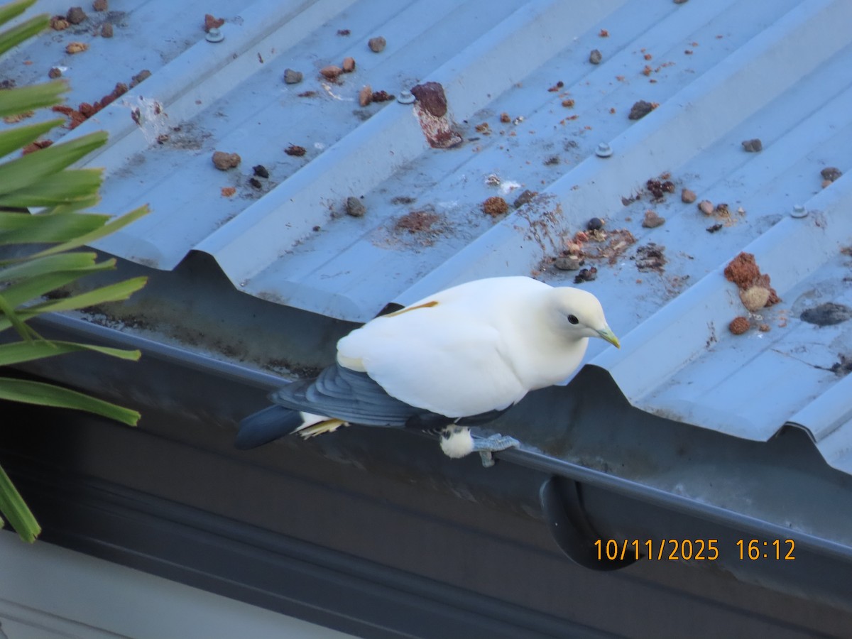 Torresian Imperial-Pigeon - ML644981819