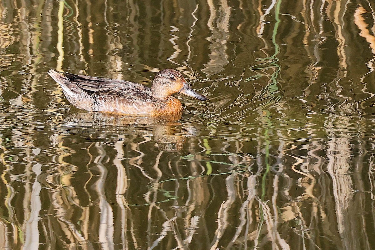 Green-winged Teal - ML644981820