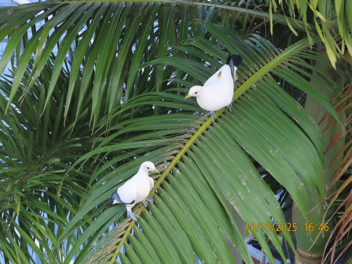 Torresian Imperial-Pigeon - ML644981823