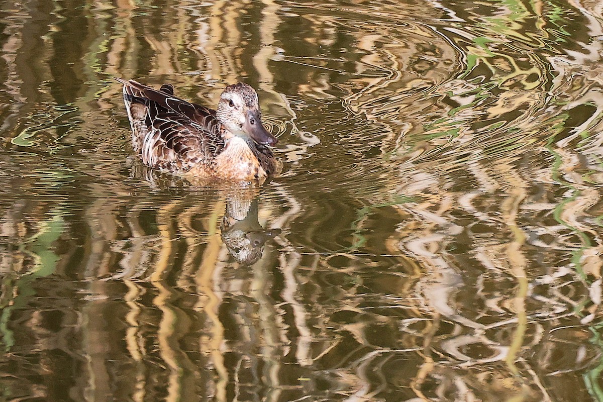 Green-winged Teal - ML644981824