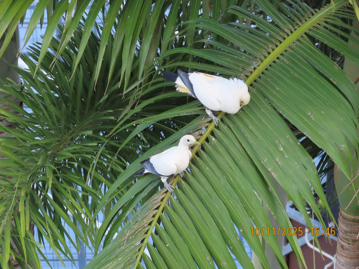 Torresian Imperial-Pigeon - ML644981825