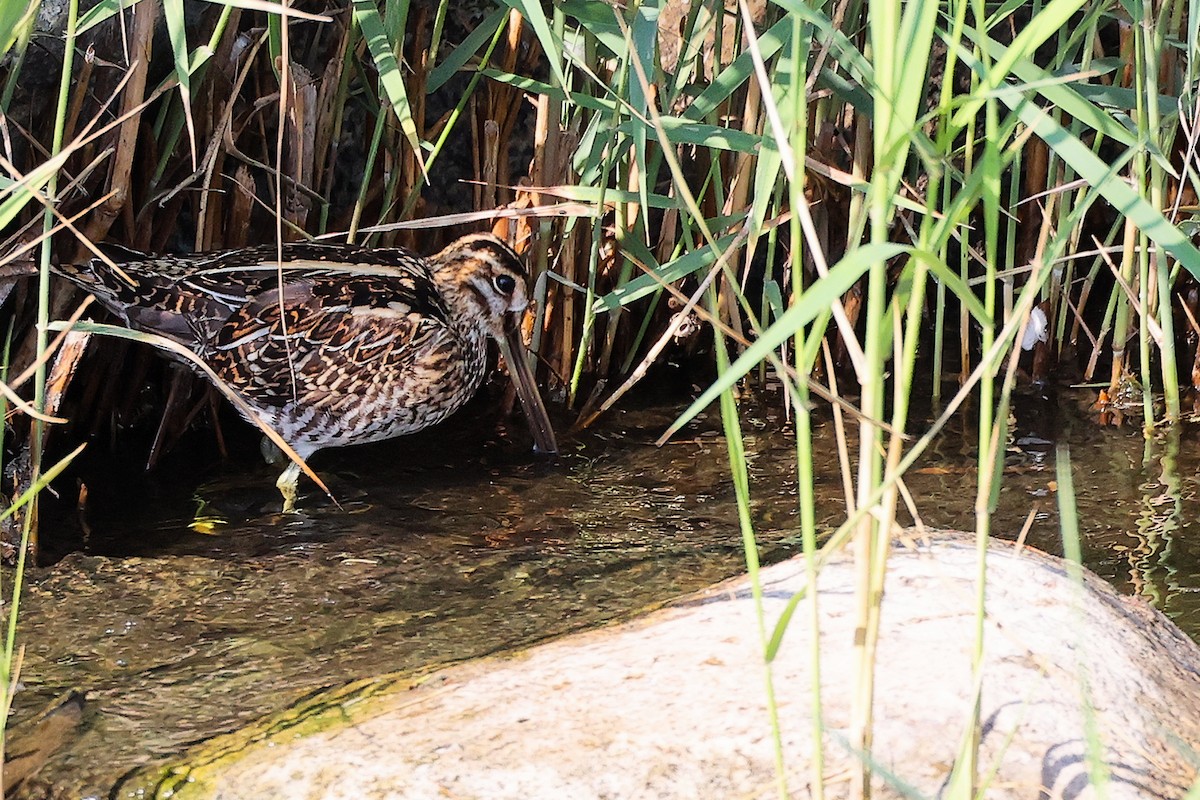 Common Snipe - ML644981828