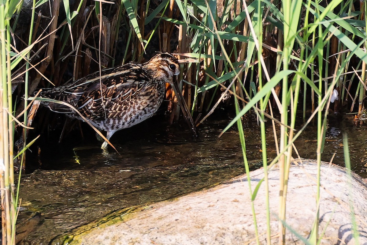 Common Snipe - ML644981829