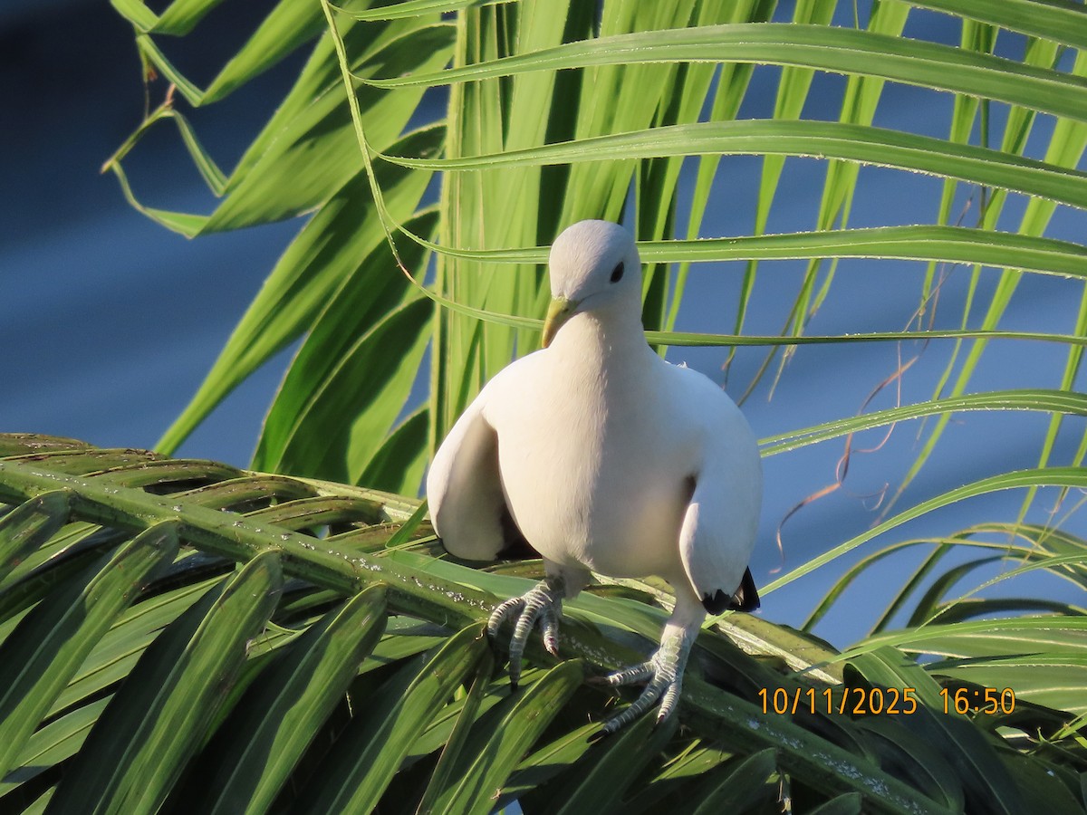 Torresian Imperial-Pigeon - ML644981831