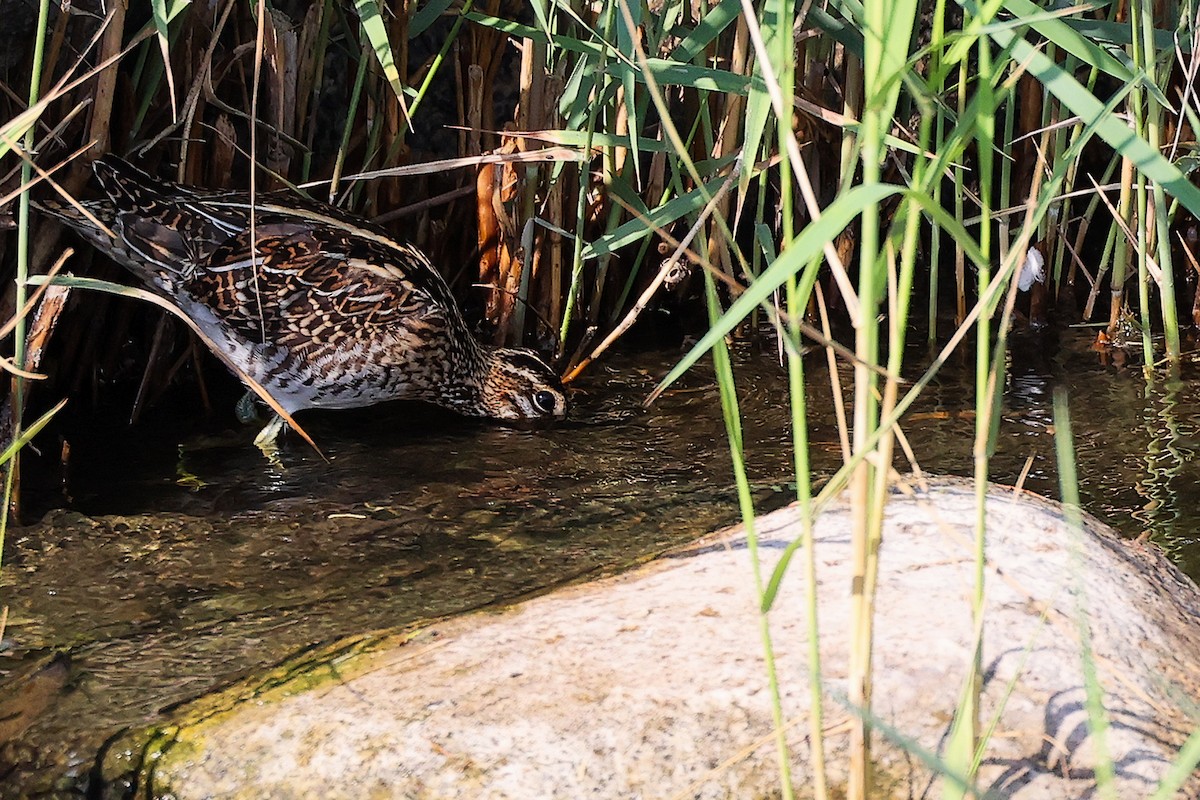 Common Snipe - ML644981833