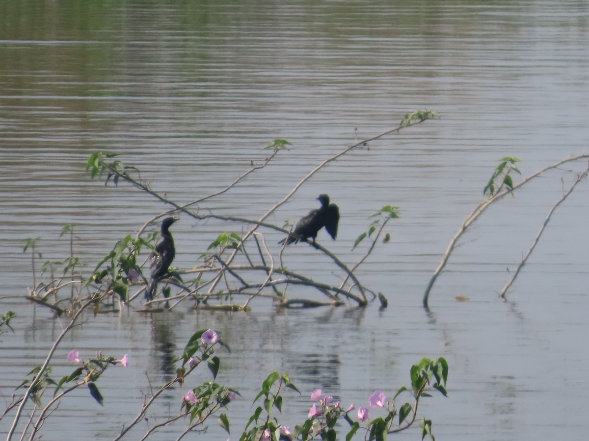 Little Cormorant - ML644981834